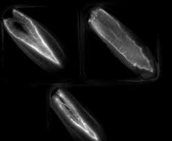 Banc de mesure de luminescence Inlux Biotech analyse diffusion pathogènes plantes photodétecteur bas bruit